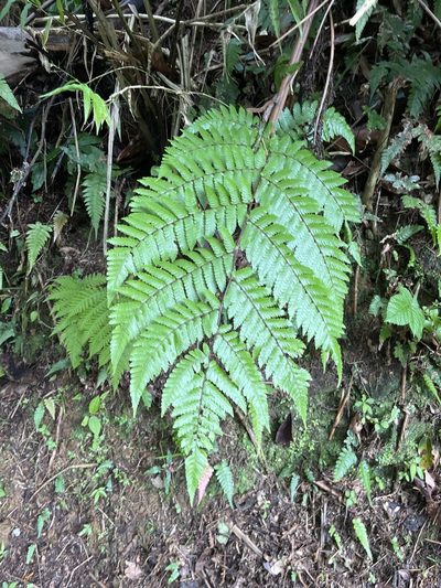 Cyathea borinquena, photographed by Elliot Greiner
