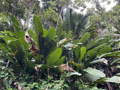 Heliconia caribaea, photographed by Elliot Greiner