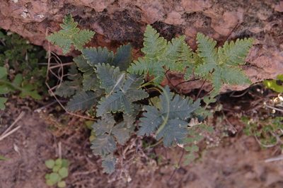 Notholaena standleyi, photographed by Eric Knight