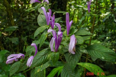 Poikilacanthus macranthus, photographed by Alec McClay