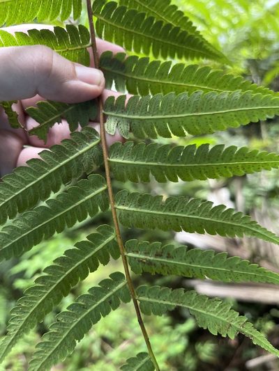 Cyathea borinquena, photographed by Elliot Greiner
