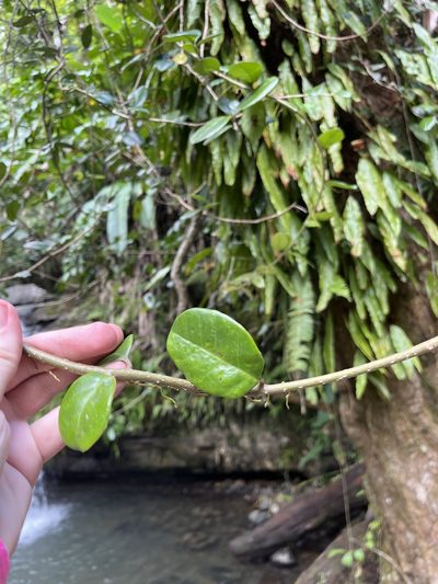Schlegelia brachyantha, photographed by Elliot Greiner