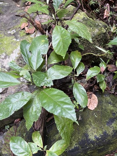 Pavonia fruticosa, photographed by Elliot Greiner
