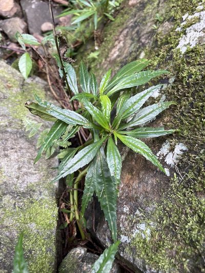 Pilea semidentata, photographed by Elliot Greiner