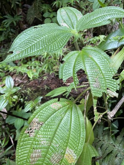 Miconia racemosa, photographed by Elliot Greiner
