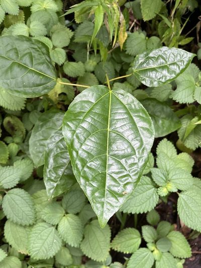 Alchornea latifolia, photographed by Elliot Greiner