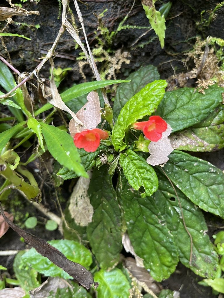 Gesneria reticulata, photographed by Elliot Greiner