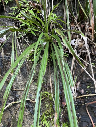 Pitcairnia angustifolia, photographed by Elliot Greiner