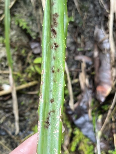 Pitcairnia angustifolia, photographed by Elliot Greiner