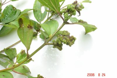 Miconia subhirsuta, photographed by Alec McClay