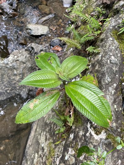 Miconia racemosa, photographed by Elliot Greiner