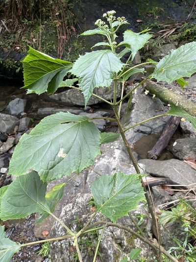 Clibadium erosum, photographed by Elliot Greiner