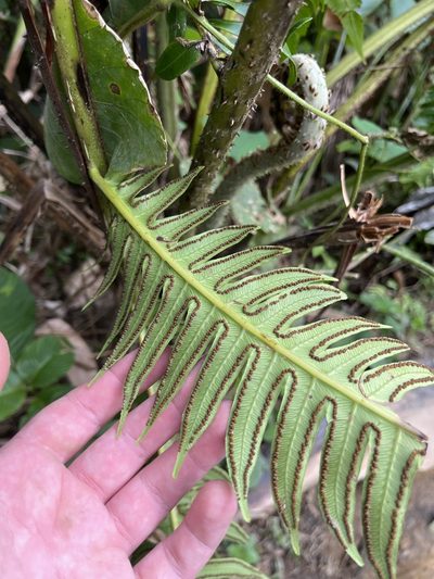 Cyathea horrida, photographed by Elliot Greiner