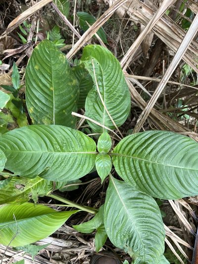 Palicourea berteroana, photographed by Elliot Greiner
