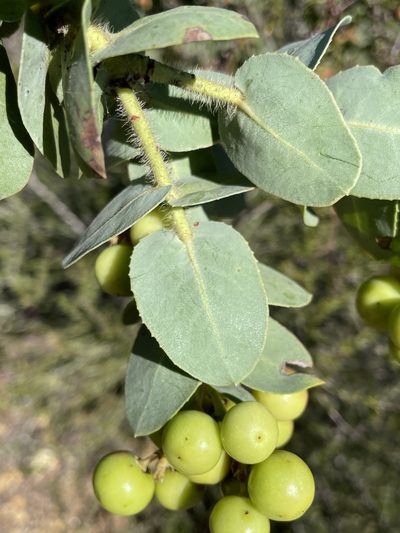 Arctostaphylos refugioensis, photographed by Matt Berger