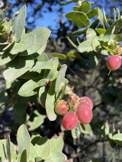 Arctostaphylos refugioensis, photographed by Matt Berger
