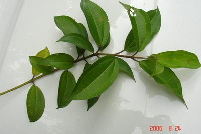 Miconia subhirsuta, photographed by Alec McClay
