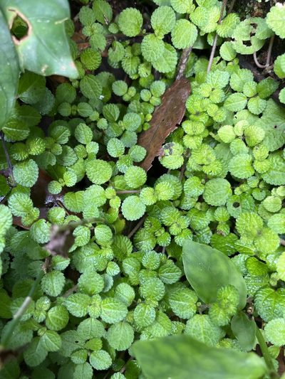 Pilea nummulariifolia, photographed by Elliot Greiner