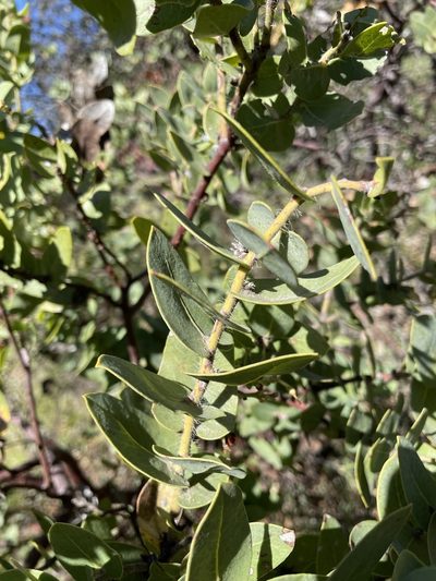 Arctostaphylos refugioensis, photographed by Matt Berger