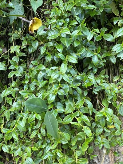 Peperomia glabella, photographed by Elliot Greiner