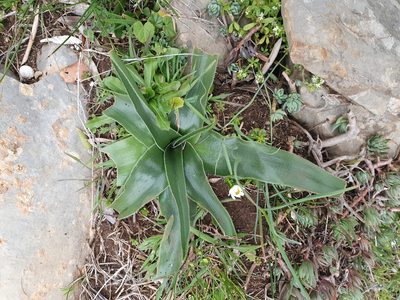 Scilla peruviana, photographed by Mehdi Chetibi