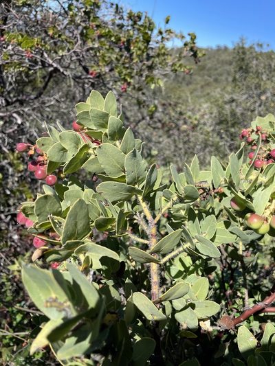 Arctostaphylos refugioensis, photographed by Matt Berger