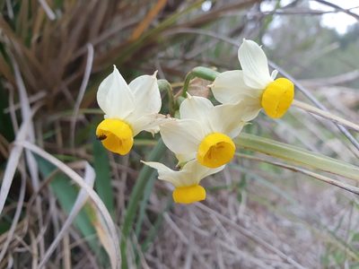 Narcissus tazetta, photographed by Mehdi Chetibi