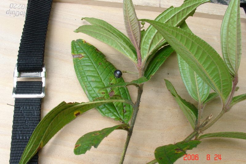 Miconia ibaguensis, photographed by Alec McClay