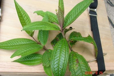 Miconia ibaguensis, photographed by Alec McClay