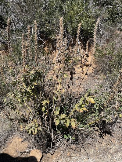 Thermopsis macrophylla, photographed by Matt Berger