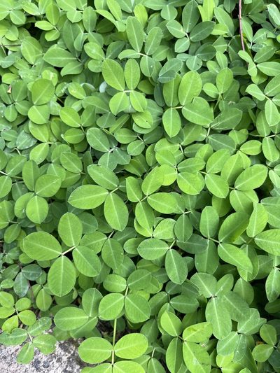 Arachis repens, photographed by Elliot Greiner