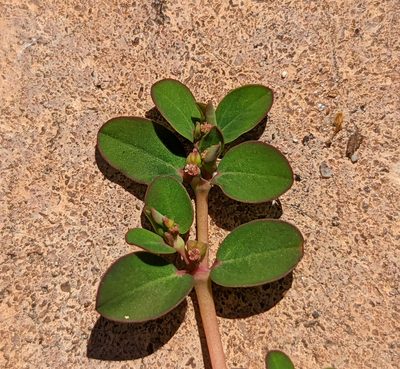Euphorbia blodgettii, photographed by natalie