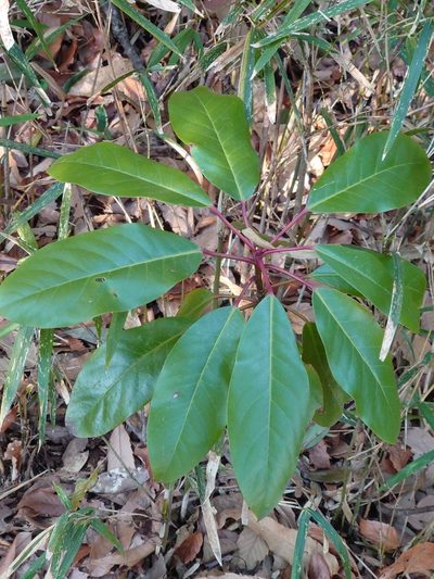 Daphniphyllum macropodum, photographed by WATANABE Hitoshi 渡辺仁