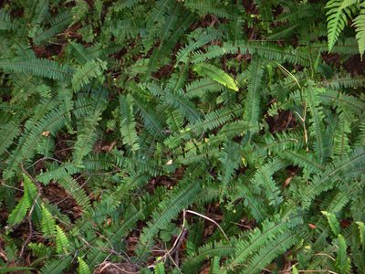 Nephrolepis flexuosa, photographed by Peter de Lange