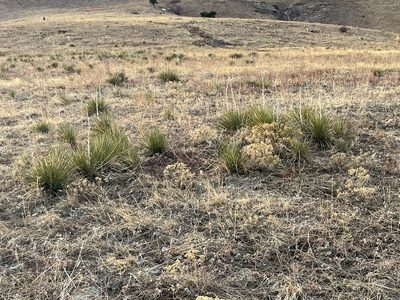 Yucca glauca, photographed by Jared Shorma