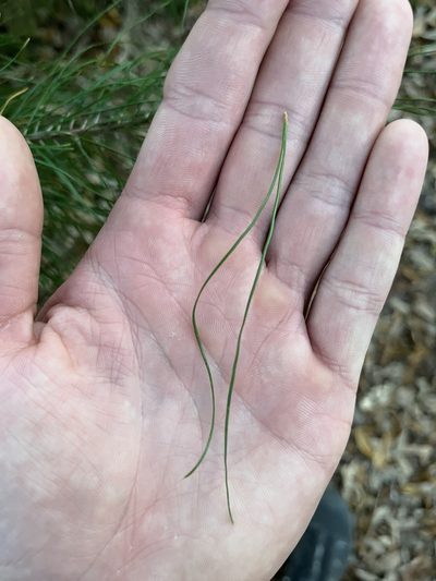 Pinus glabra, photographed by Ian Talty