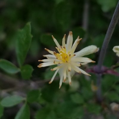 Clematis pauciflora, photographed by James C. Davis
