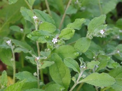 Bothriospermum zeylanicum, photographed by 雲一百香果