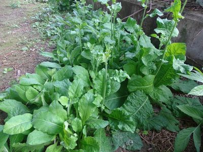 Nicotiana plumbaginifolia, photographed by 雲一百香果