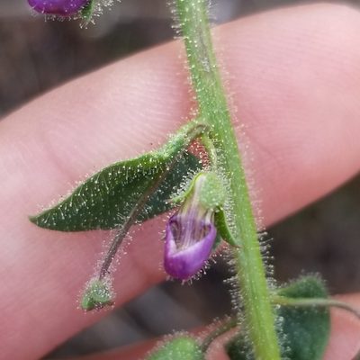 Sairocarpus nuttallianus, photographed by James C. Davis