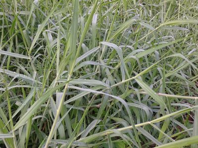 Urochloa mutica, photographed by 雲一百香果