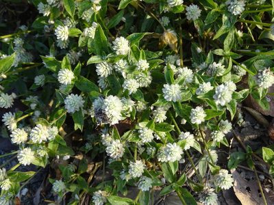 Gomphrena serrata