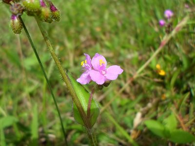 Tripogandra purpurascens, photographed by Dayan Romero