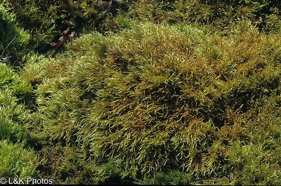 Warnstorfia straminea, photographed by lallen