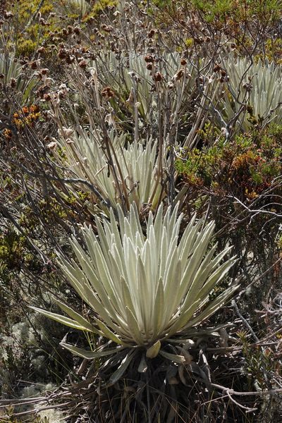 Espeletia perijaensis, photographed by desertnaturalist