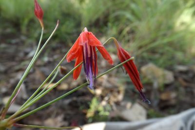 Bessera elegans, photographed by Dayan Romero