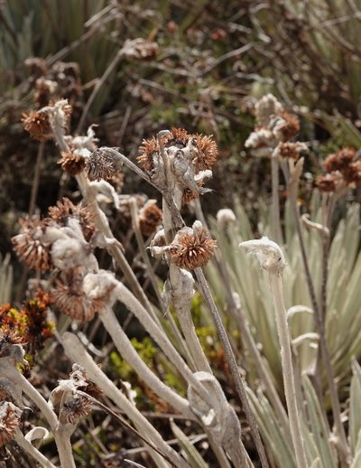 Espeletia perijaensis, photographed by desertnaturalist