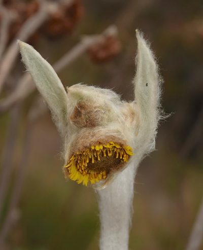 Espeletia perijaensis, photographed by desertnaturalist