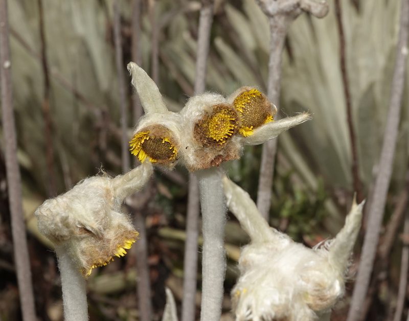 Espeletia perijaensis, photographed by desertnaturalist