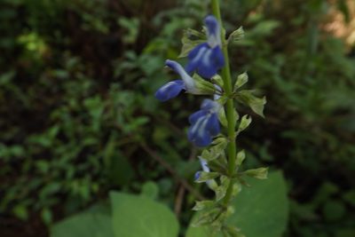 Salvia longispicata, photographed by Dayan Romero